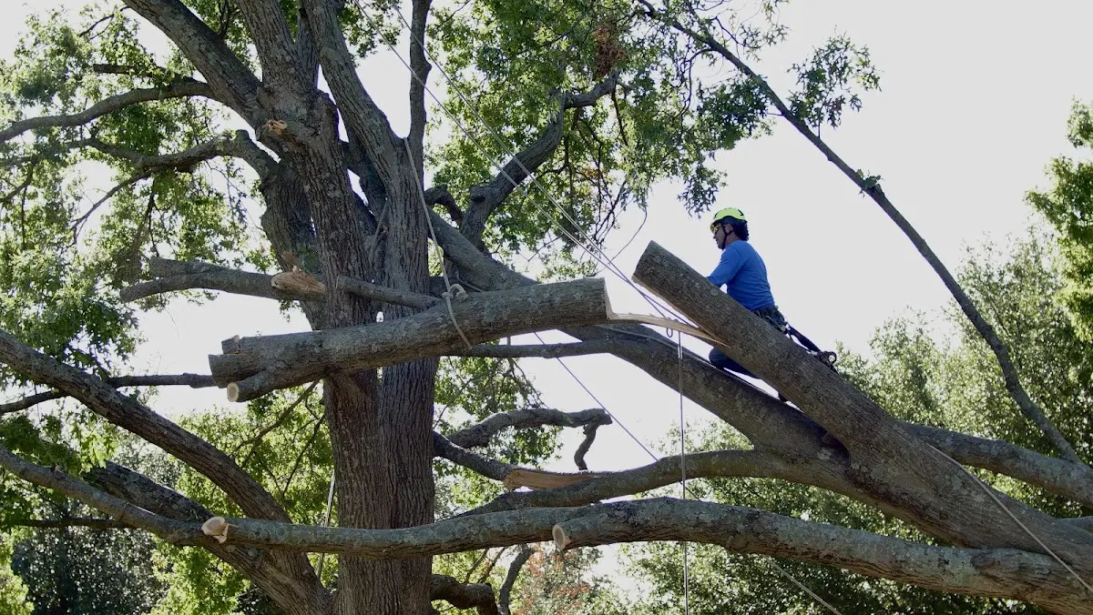 Professional Crown Thinning performed by certified arborists in La Grange