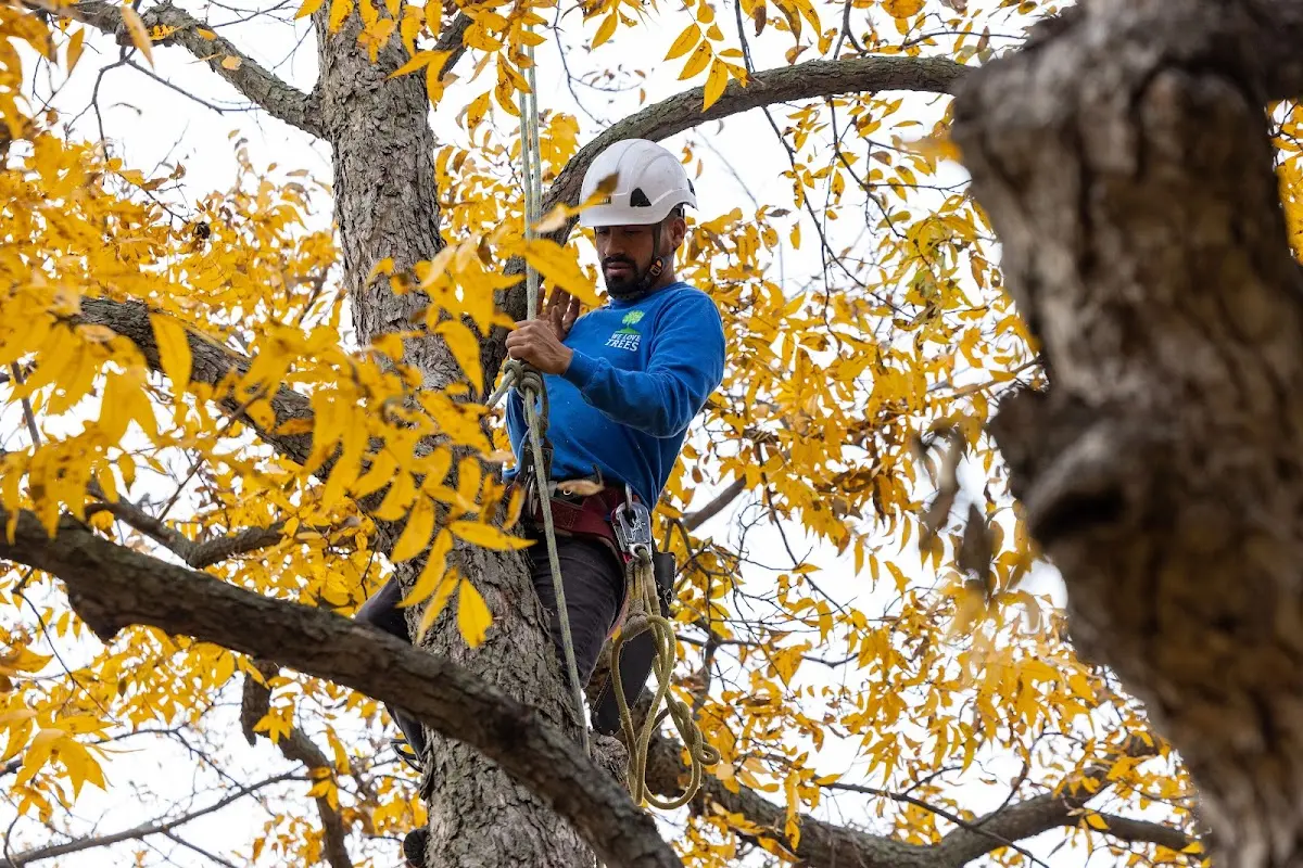 Skilled Storm Damage Cleanup crew working in La Grange